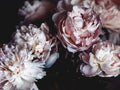 Peonies