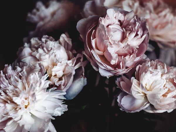 Peonies