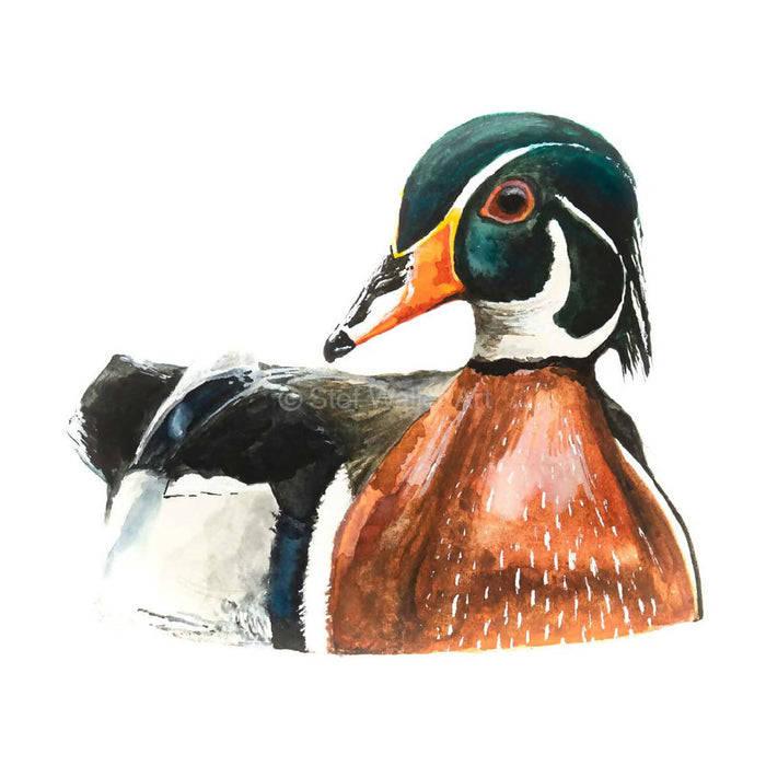 Wood duck